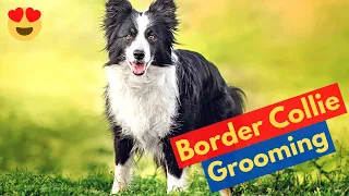 How to Groom a Border Collie? 5 Border Collie Grooming Tips
