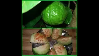 Picking and eating fresh guava fruit with me