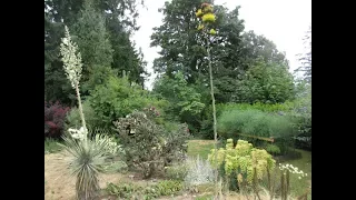 Agave & Yucca elata in Bloom / Canada