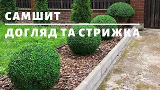 САМШИТ. ДОГЛЯД ТА СТРИЖКА | ТОПІАРНИЙ САД