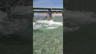 #Анапа. Безбашенные дельфины устроили "беспредел" прямо на берегу!😨