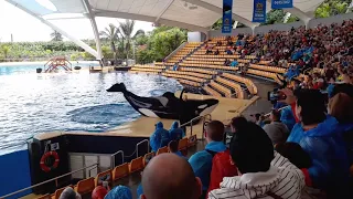 Лоро парк - Шоу касаток. Loro parque - orca show