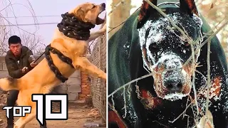 10 Most BANNED Dog Breeds Around The World | Things Around