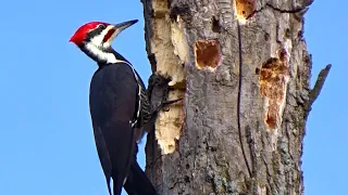 Pileated Woodpecker Pecking Hard on Wood