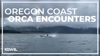 Orca sightings reported along the Oregon Coast