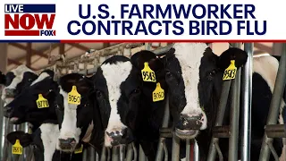 Second American diagnosed with bird flu tied to dairy cows | LiveNOW from FOX