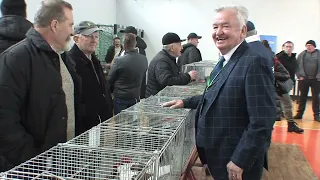 Wystawa Gołębi Wysokolotnych 2024