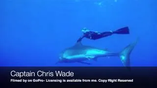 ORIGINAL FOOTAGE  - GoPro - Blonde rides a Great White Shark - Ocean Ramsey- WHAT REALLY HAPPENED!