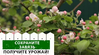 Почему опадают завязи и как этого избежать? Экспертное мнение профессионала