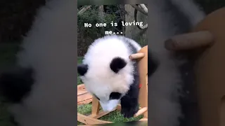 Panda Teamwork - Aww Cute Panda - Funniest Animals Compilation Ep 4