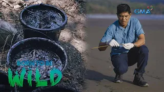 Oil spill in Oriental Mindoro reaches Palawan and Antique | Born to be Wild