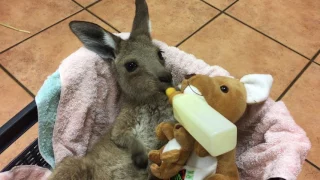 Cutest baby kangaroo ever