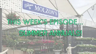 Dig It! with Molzon's - The Best Summer Annuals for Your Garden!
