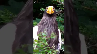 This Beauty Eagle