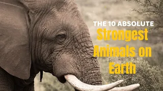 The 10 Absolute Strongest Animals on Earth - Pure Force!