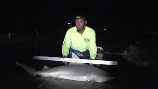 Surf Fishing Texas, Bull Sharks at night