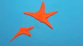 la reproducció de l'estrella de mar