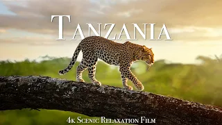 Tanzania & Serengeti 4K - Scenic Wildlife Film With African Music