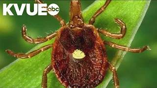 What's the Lone Star tick and how can you protect yourself from it?
