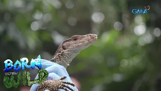 Rescuing a monitor lizard in critical condition | Born to be Wild