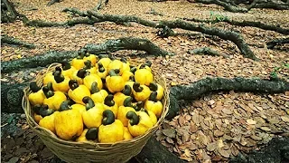 How Cashew Nut Farming and Processing - Cashew Cultivation Asian Technology