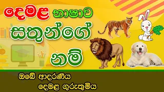Learn Animal Names in Tamil Language -  සතුන්ගේ නම් දෙමළ බසින් උගනිමු - Saumi Education Institute