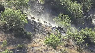 Dev sürünün Peşinde ortalık toz duman / Chasing a large herd of wild boars