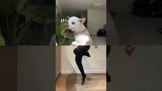 Chihuahua dancing