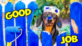 Dachshund Paints the Fence: What Could Go Wrong?