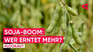 Sojaboom: Wo wird am meisten Soja angebaut?