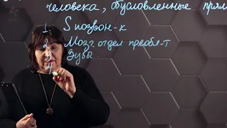 Биомеханические особенности движения человека, обусловленные прямохождением.