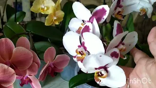 phal. Santander.🌺Поливаемся..🚿🚿🚿