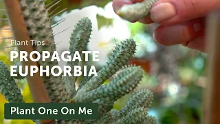 PROPAGATE EUPHORBIA with Kingbird Farm — Ep. 226