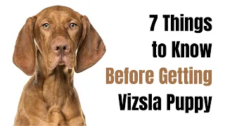 7 Things To Know Before Getting A Vizsla Puppy