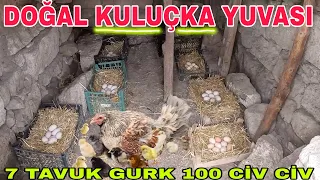 TAVUK ALTINA ÖRDEK YUMURTASI KOYMAK~7 TAVUK GURK OLDU~DEDE KIZ KOYUNDA~GELDİM İŞTE DOSTUM