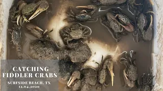 Fiddler Crabs Catching near Galveston, TX - 12042020 @sheepsheadonly