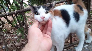 A Very Beautiful street Cat whose patterns you will fall in love with.