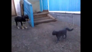 Смешное знакомство кошки с собакой!