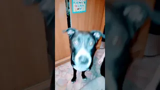 Питбуль загрыз ребенка,Полиция стреляет,соседи плачут😂Pit bull killed a child🤣