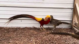 Our Golden pheasant male is quite persistent in displaying for the females.