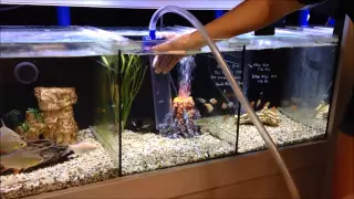 How to use a gravel vac to vacuum your aquarium