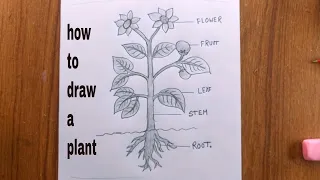 how to draw a plant easy/draw parts of plant/plant drawing