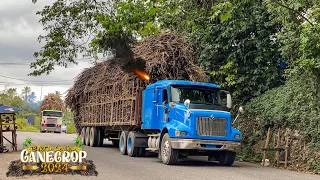 Jamaican Truckers | In Action | S01E16 | Hometown | Linstead Native | Cane Crop 2024 | Official