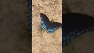 blue swallowtail #shorts #butterfly #beautiful