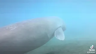 Beautiful dugong