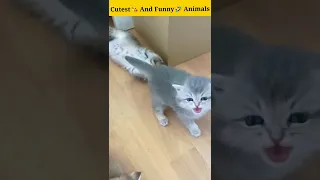 Cute And Funny🤣 Animals Video || Funny Moment || Compilation || #shorts  #viral #viralshorts