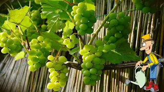Весенняя обработка винограда железным купоросом пропорции