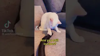 Vacuum accident, curious cat