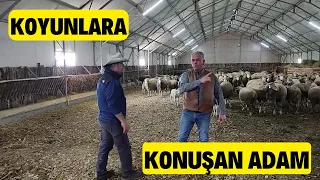 KOYUNLARA KONUŞAN ADAM (Karacabey Merinos Koyununun Duayenlerinden)