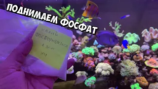 Чем поднять или поддерживать ФОСФАТЫ в МОРСКОМ АКВАРИУМЕ